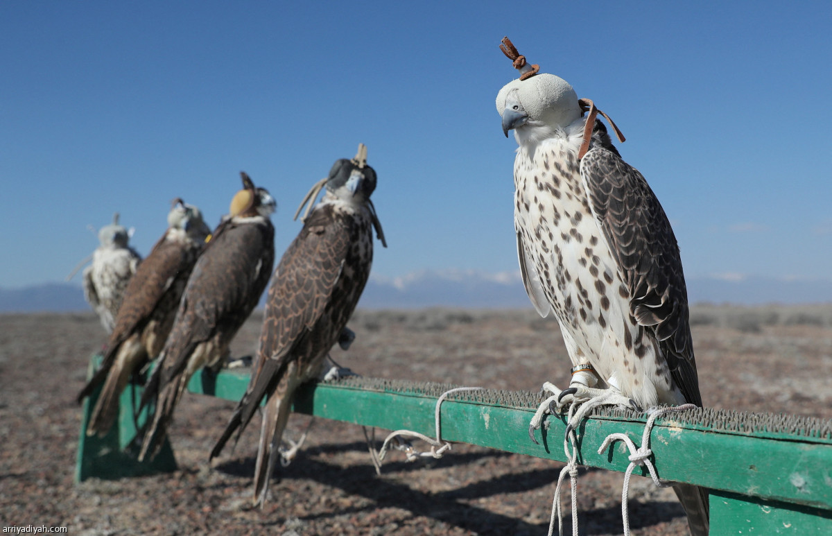 إعادة توطين