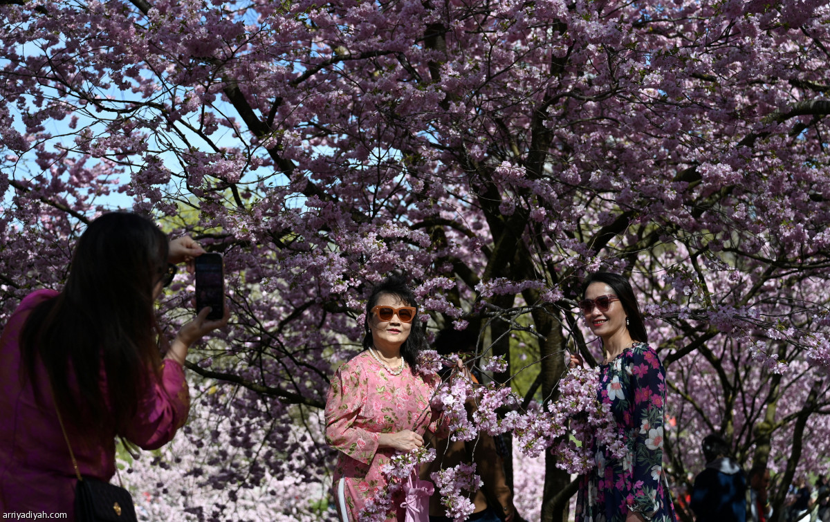 أشجار الكرز